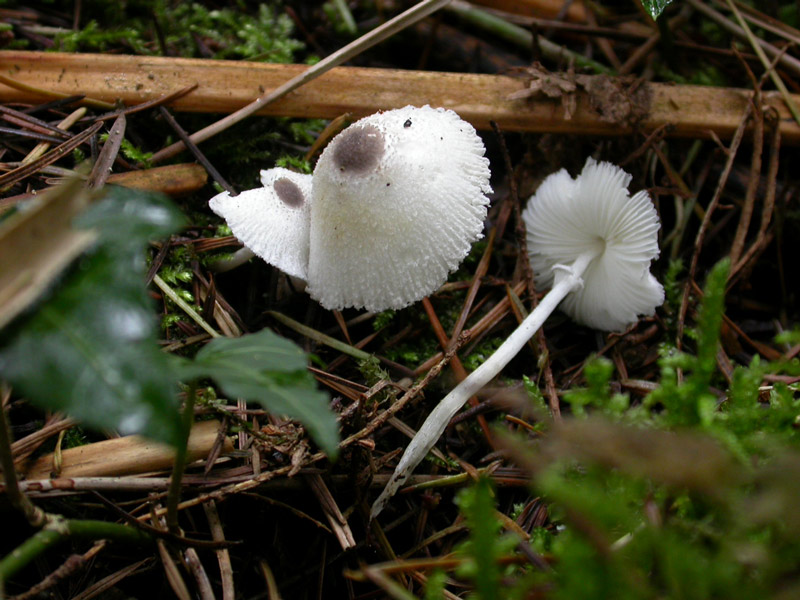 Leucocoprinus-brebissonii.jpg