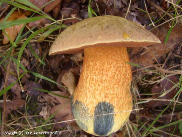 Boletus_luridus_2006_am_1.jpg