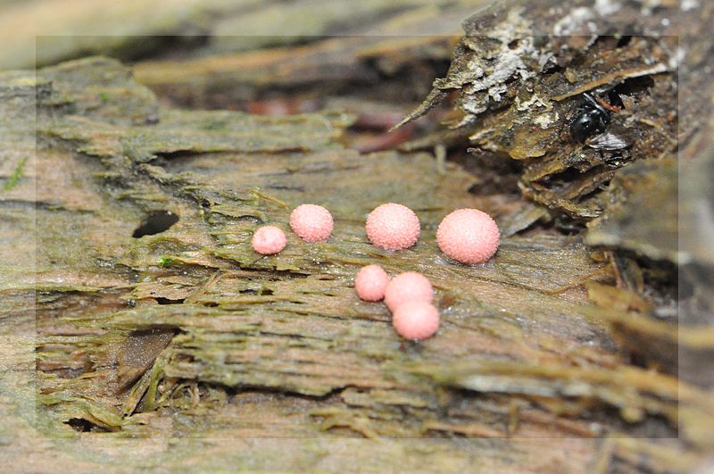 Lycogala epidendrum 2.jpg