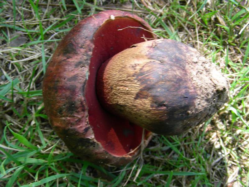 Boletus permagnificus 1 29 08 11-redim800.JPG