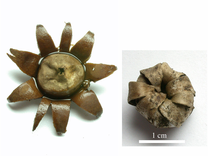 Geastrum-floriforme-1.jpg