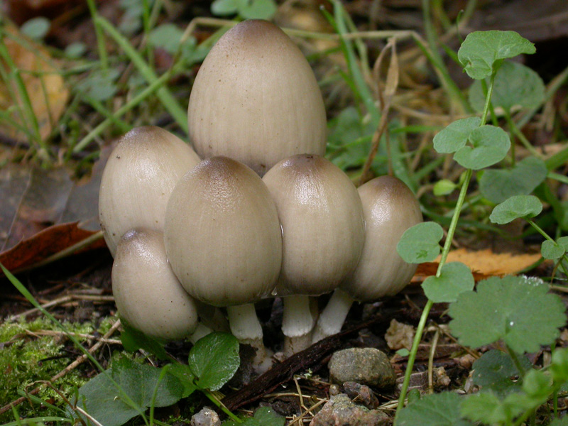 Coprinus.jpg