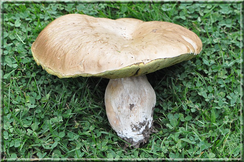 Boletus edulis 051011.jpg