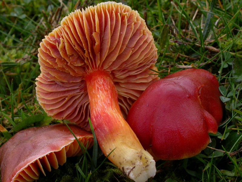 Hygrocybe-punicea.jpg