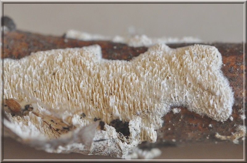 Schizopora paradoxa.jpg