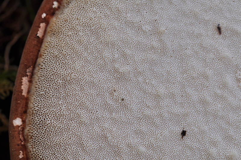 Piptoporus betulinus.JPG