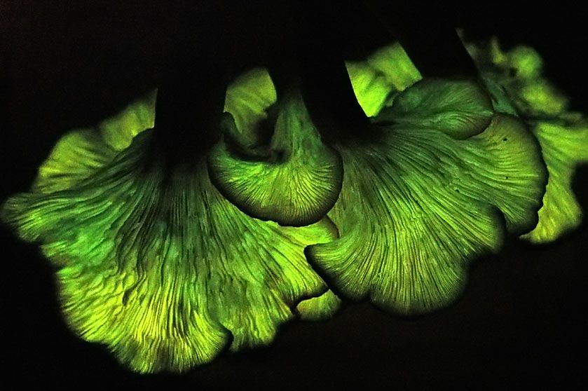 omphalotus_illudens_3.jpg