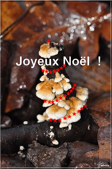 Joyeux Noël Mycodb 2011.jpg