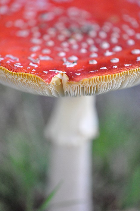 A muscaria jeu Mycodb.jpg