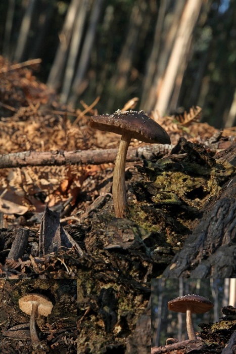 Pluteus cervinus.jpg