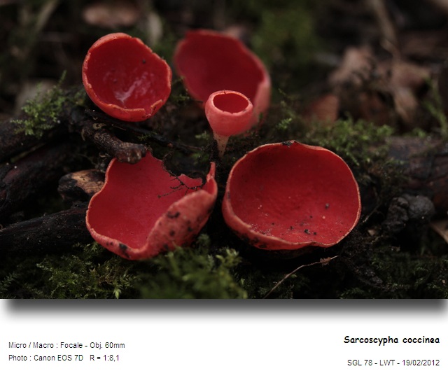 sarcoscypha_coccinea.jpg