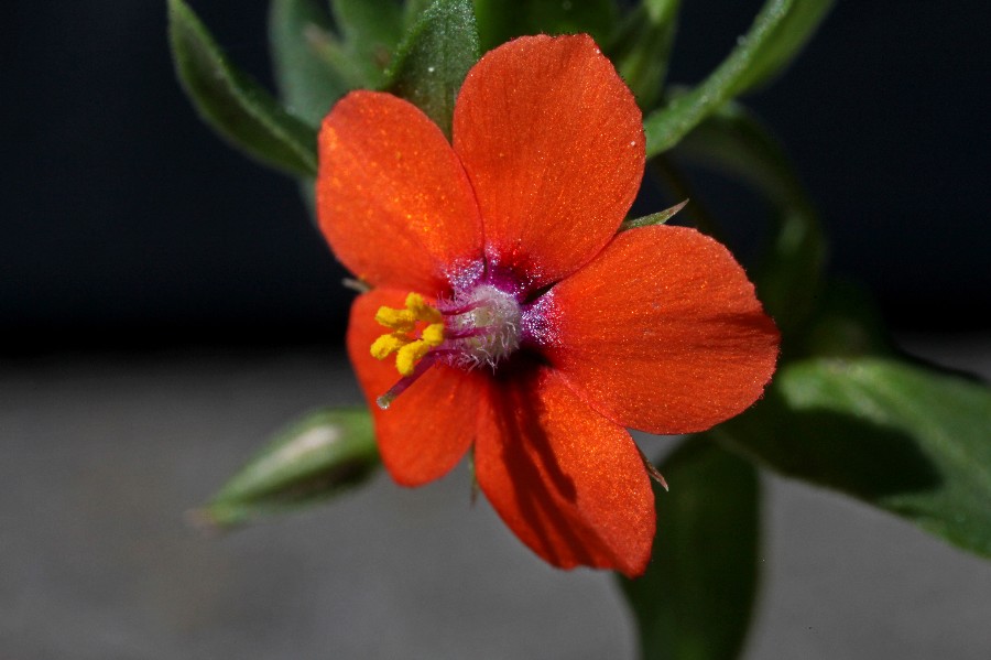 Anagallis arvensis L..jpg