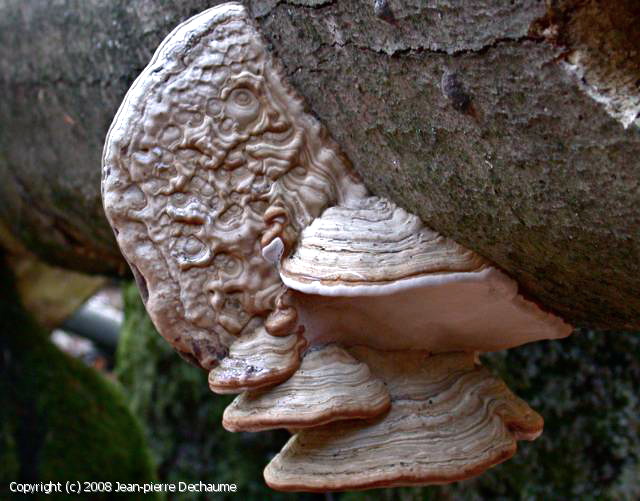 Fomes_fomentarius_2008_jd_1.jpg