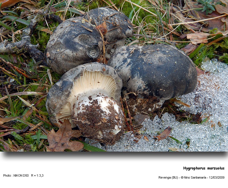 Hygrophorus_marzuolus_090312.jpg