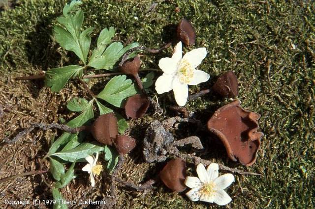 Dumontinia tuberosa Thierry Duchemin 1979.jpg