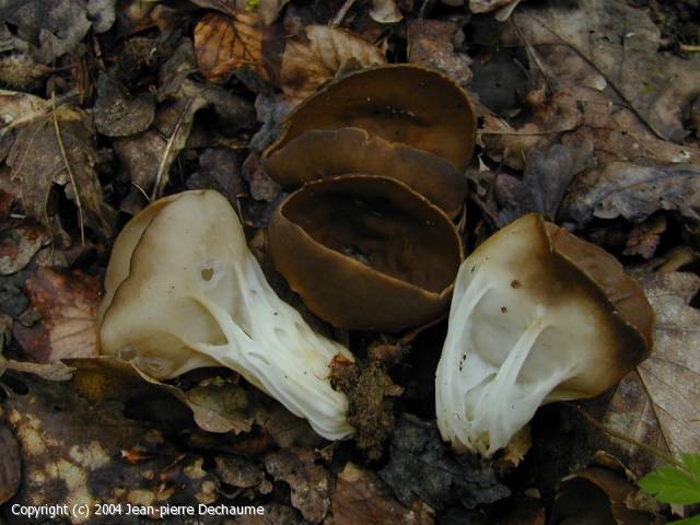 Helvella acetabulum Jean-Pierre Dechaume 2004.jpg