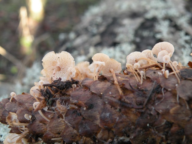 Baeospora Myosura (2).jpg