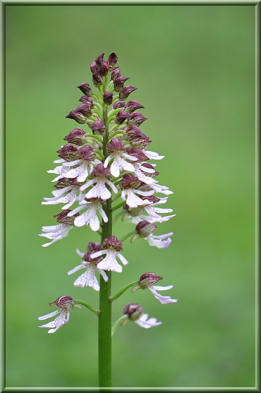 Orchis purpurea.jpg