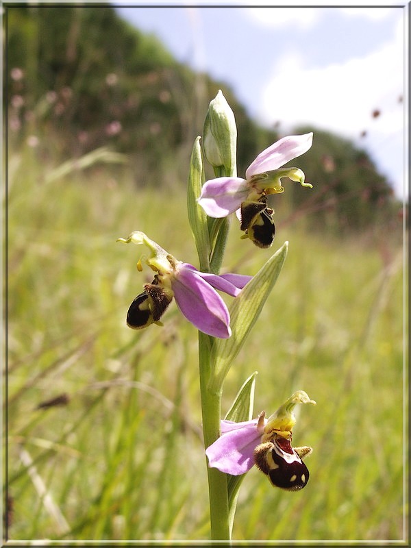 Ophrys apifera M2.jpg