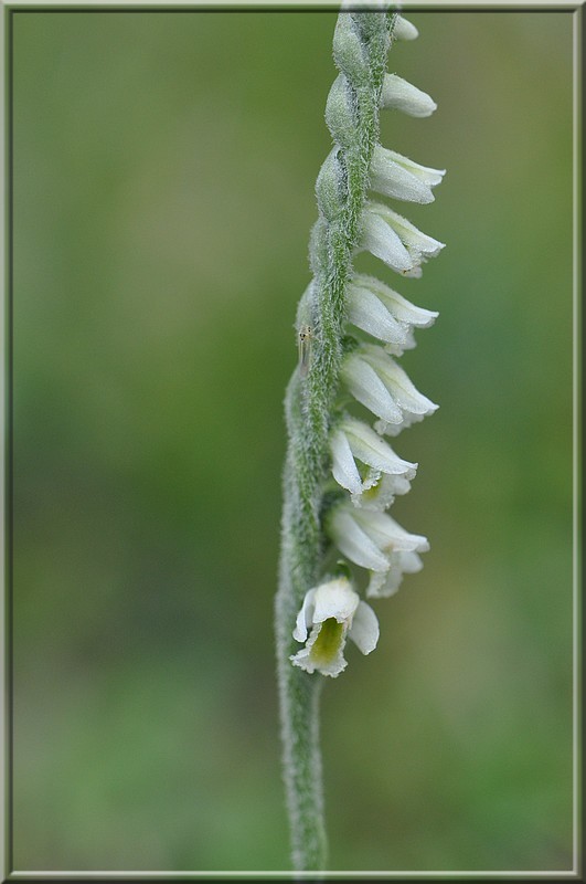 Spiranthes m3.jpg