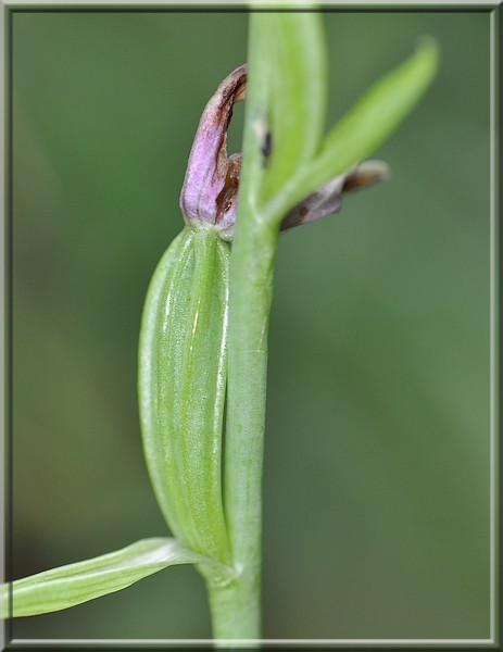 O.apifera M1.jpg