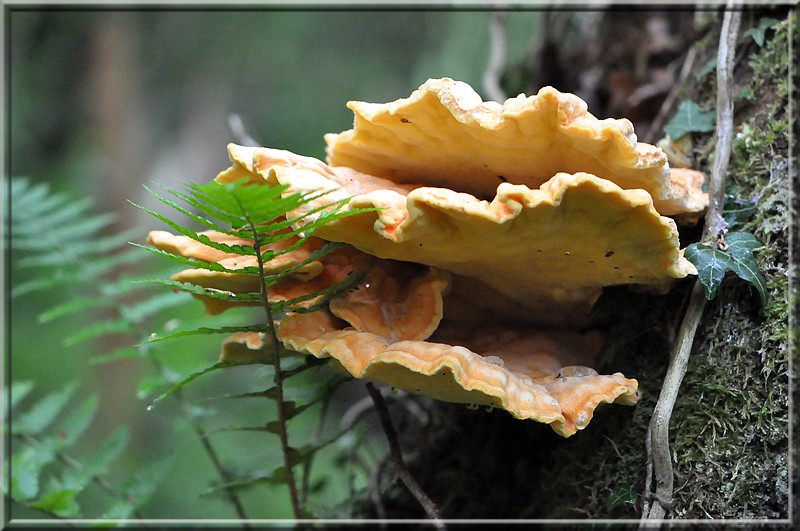 Polypore soufré.jpg