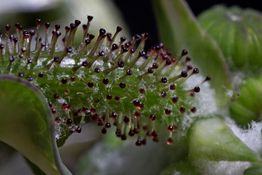 Sonchus oleraceus + (...)-c.jpg