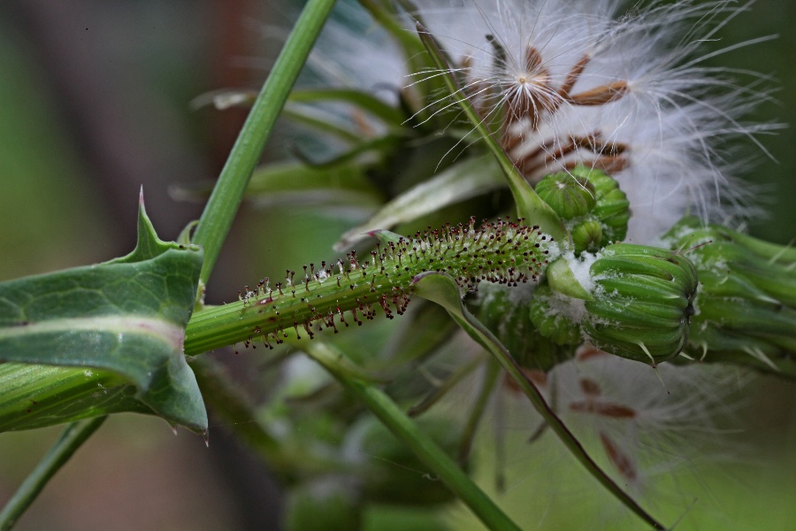 Sonchus oleraceus + (...)-b.jpg