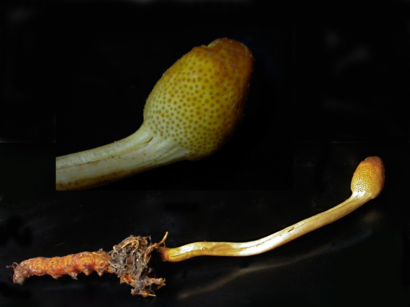 Ophiocordyceps-gracilis.jpg