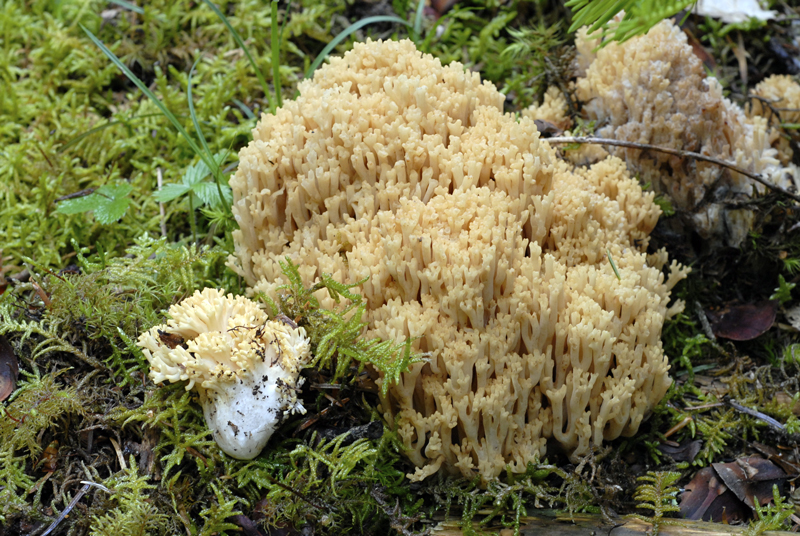 Ramaria-flava.jpg