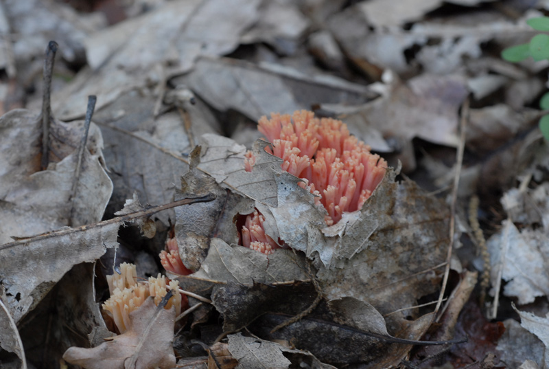 Ramaria-formosa1.jpg