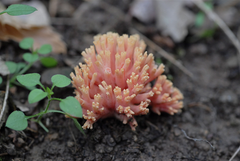 Ramaria-formosa2.jpg