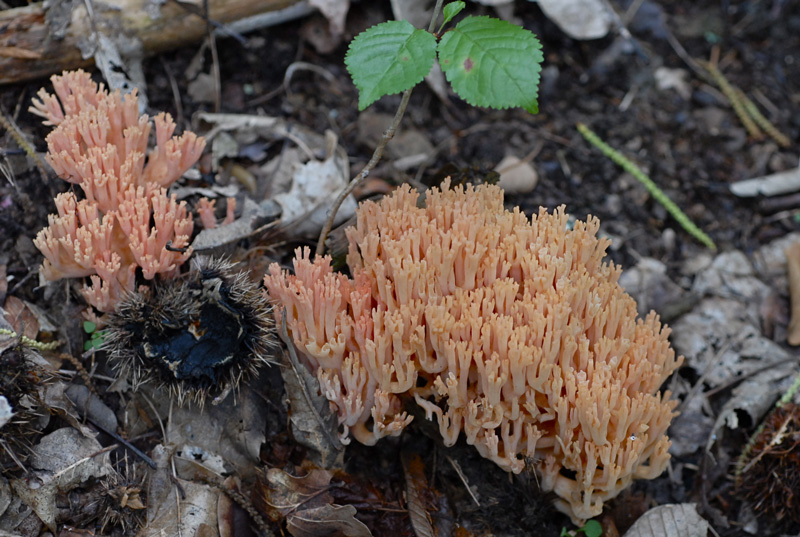 Ramaria-formosa3.jpg