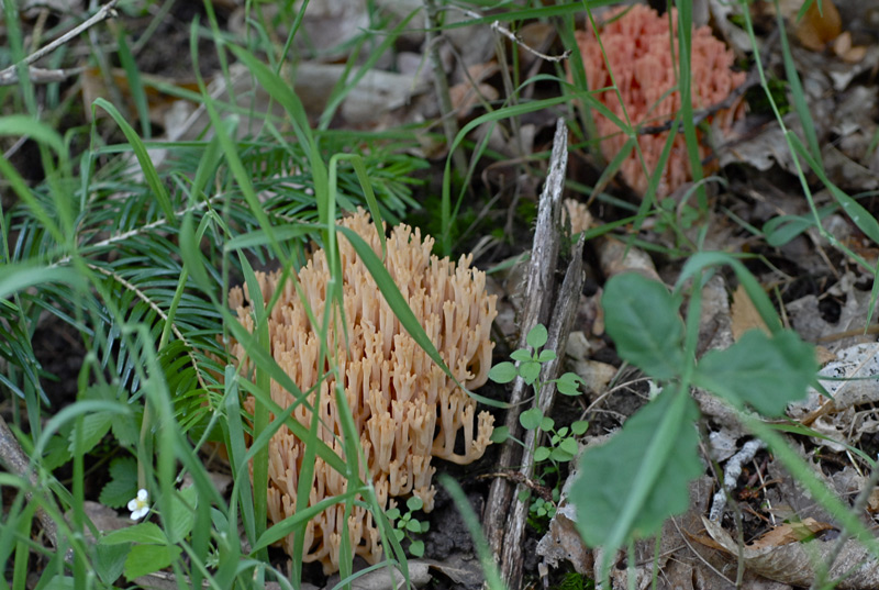 Ramaria-formosa4.jpg