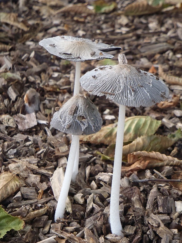 Coprinopsis lagopus.jpg