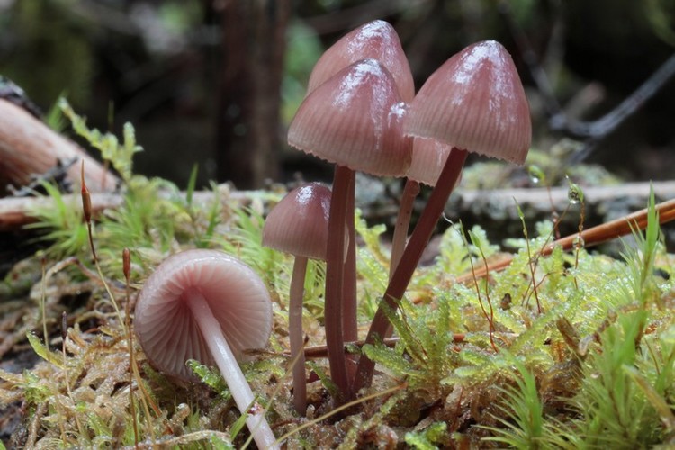 Mycena haematopus.JPG