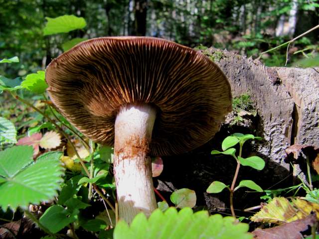 Cortinarius sp. Yvoir (Forêt domaniale) 11-10-12 B.jpg