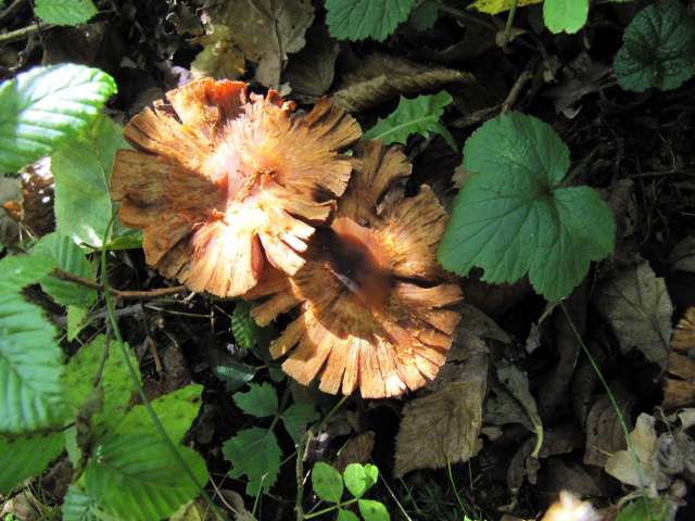 Champignon non identifié Yvoir (Forêt domaniale) 11-10-12.jpg