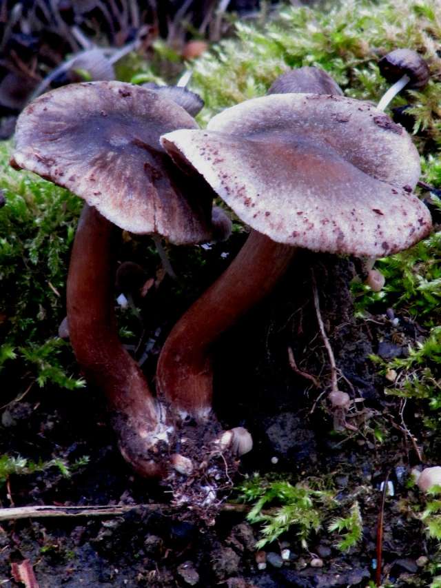 Tricholoma sp. Yvoir (Forêt domaniale) 7-10-12.jpg