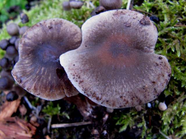 Tricholoma sp. Yvoir (Forêt domaniale) 7-10-12 A.jpg