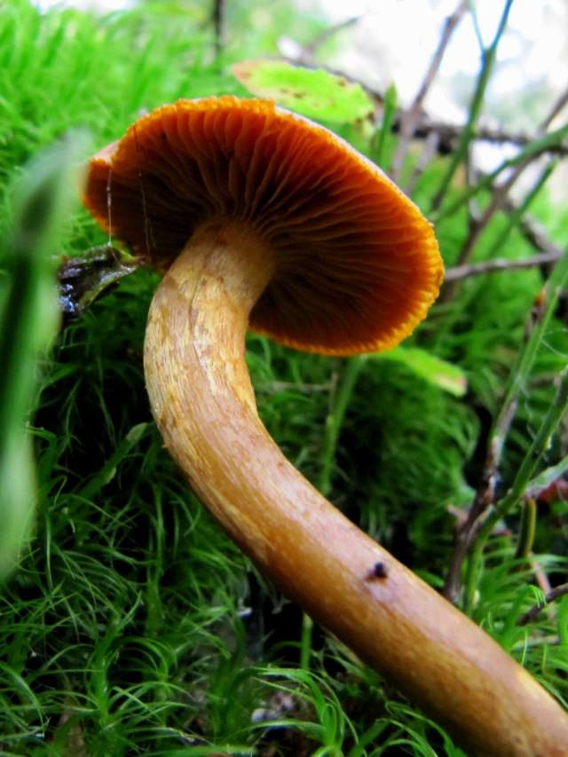 Cortinarius semisanguineus Yvoir (Forêt domaniale) 7-10-12 E.jpg