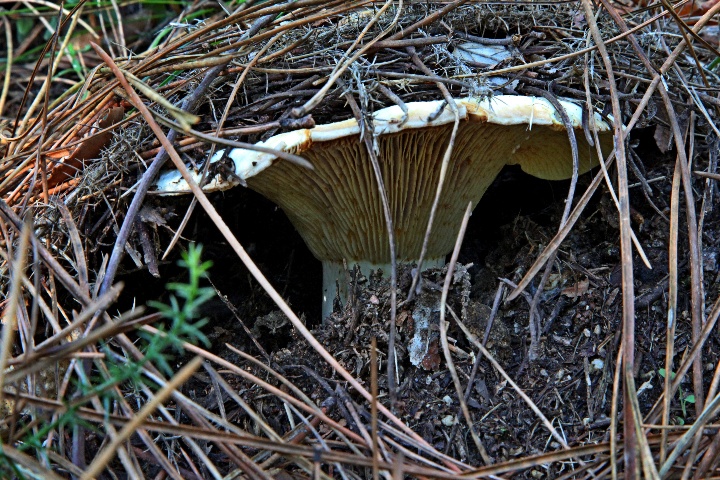 Lactarius sp..jpg