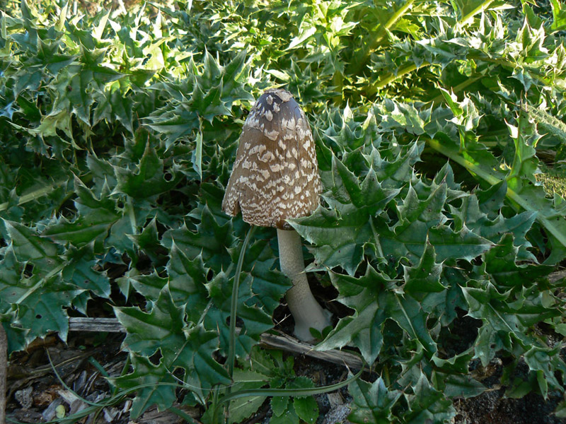 Coprinus_picaceus.jpg