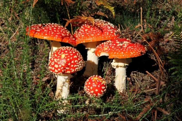 Amanita muscaria.jpg