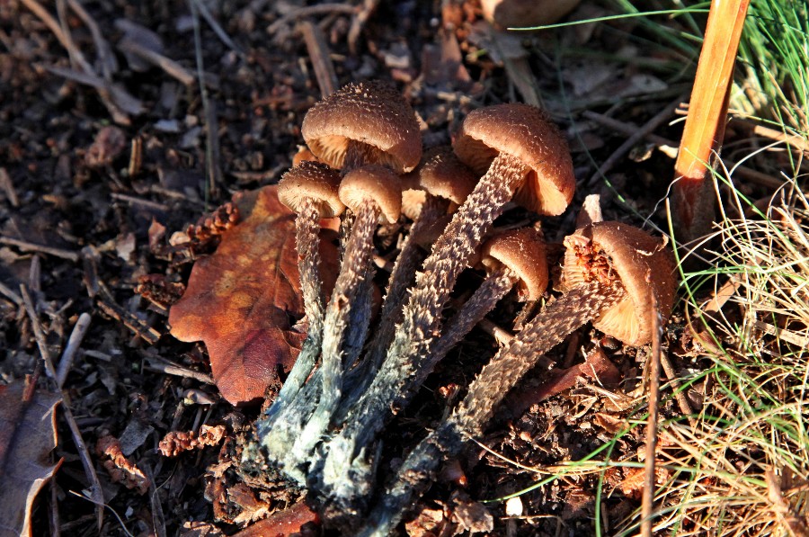 Inocybe calamistrata.jpg