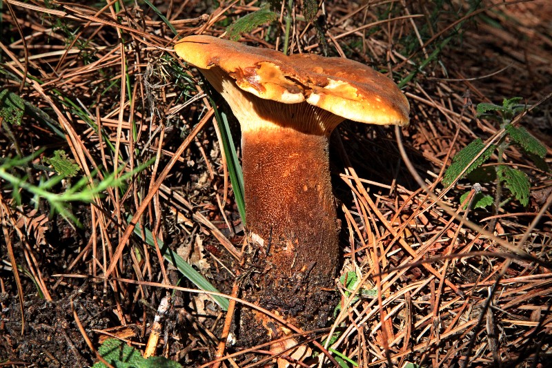 Tapinella-Paxillus(...).jpg