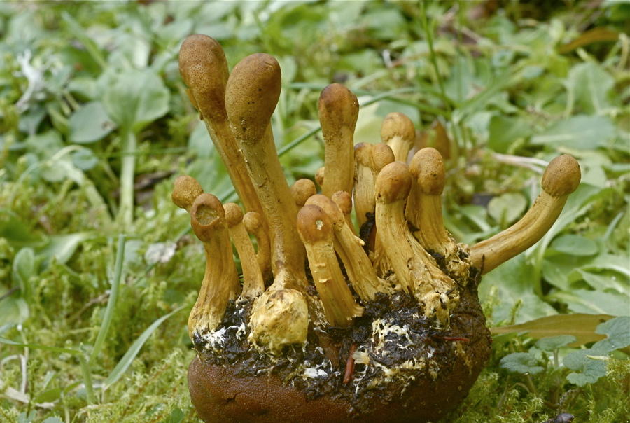 Elaphocordyceps.jpg