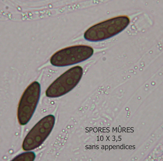 Spores-Ros-thelena.jpg
