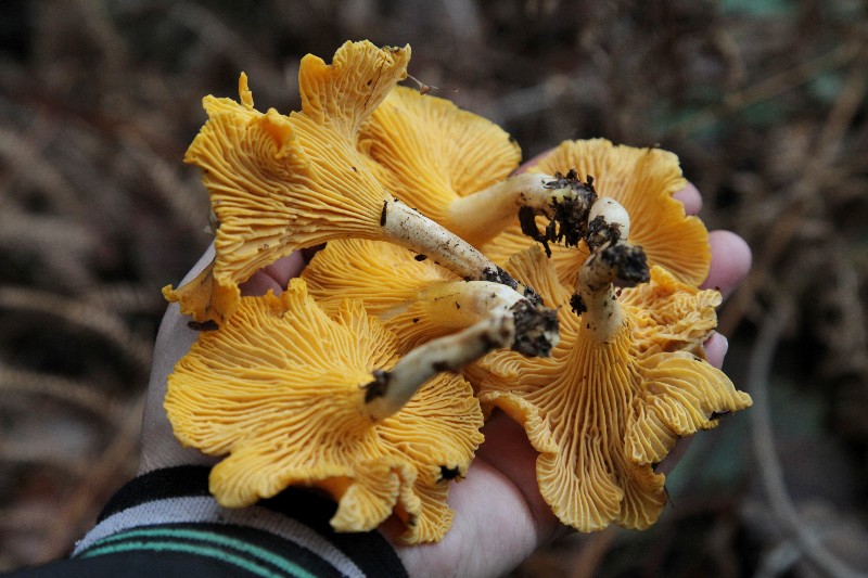 Cantharellus cibarius.jpg