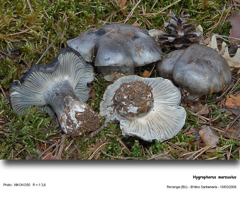 Hygrophorus_marzuolus_090318.jpg